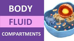 BODY FLUID COMPARTMENTS AND ITS TYPES