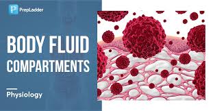 Regulation of Body Fluid Compartments